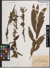 Foto von Salix cinerea L. x Salix viminalis L.